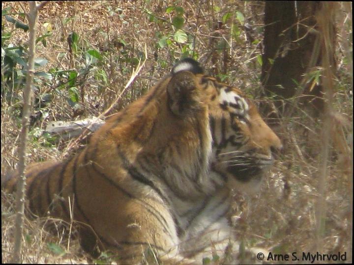 Goa20-Tiger and Lion Reserve..jpg